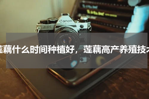 莲藕什么时间种植好，莲藕高产养殖技术