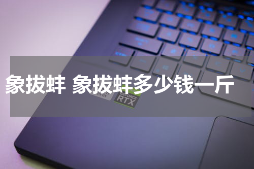 象拔蚌 象拔蚌多少钱一斤