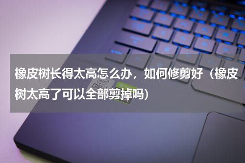 橡皮树长得太高怎么办，如何修剪好（橡皮树太高了可以全部剪掉吗）