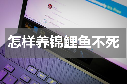 怎样养锦鲤鱼不死