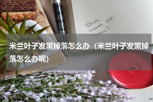 米兰叶子发黑掉落怎么办（米兰叶子发黑掉落怎么办呢）