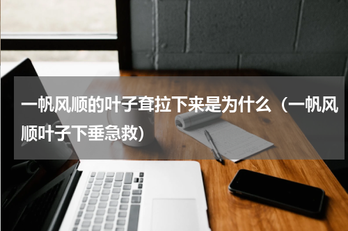 一帆风顺的叶子耷拉下来是为什么（一帆风顺叶子下垂急救）