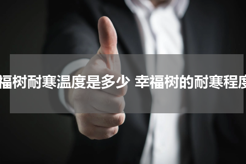 幸福树耐寒温度是多少 幸福树的耐寒程度