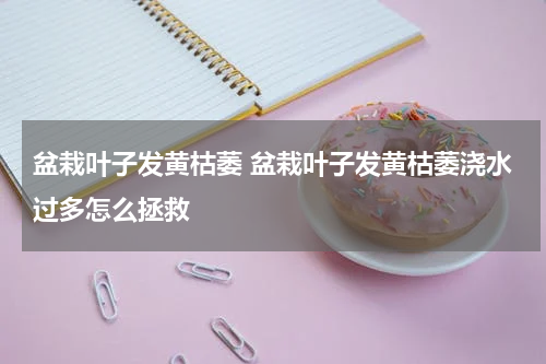 盆栽叶子发黄枯萎 盆栽叶子发黄枯萎浇水过多怎么拯救