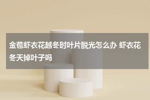 金苞虾衣花越冬时叶片脱光怎么办 虾衣花冬天掉叶子吗