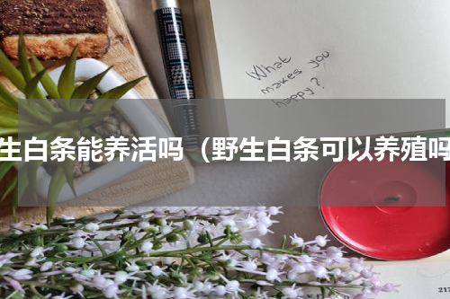 野生白条能养活吗（野生白条可以养殖吗）