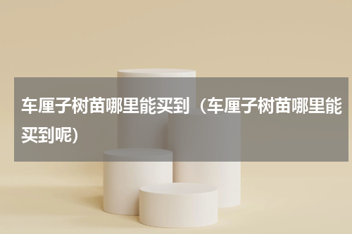 车厘子树苗哪里能买到（车厘子树苗哪里能买到呢）