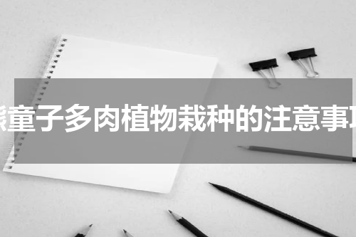 熊童子多肉植物栽种的注意事项