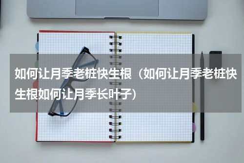 如何让月季老桩快生根（如何让月季老桩快生根如何让月季长叶子）