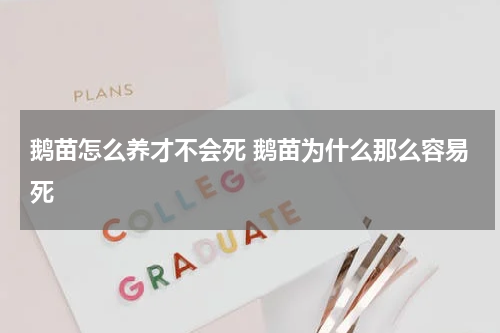 鹅苗怎么养才不会死 鹅苗为什么那么容易死