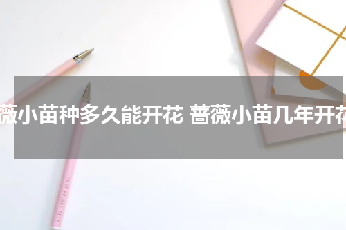 蔷薇小苗种多久能开花 蔷薇小苗几年开花