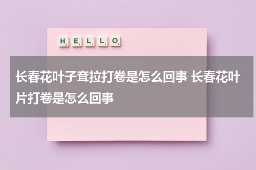 长春花叶子耷拉打卷是怎么回事 长春花叶片打卷是怎么回事