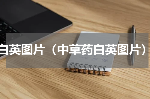 白英图片（中草药白英图片）