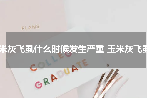 玉米灰飞虱什么时候发生严重 玉米灰飞虱