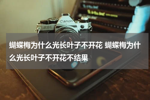 蝴蝶梅为什么光长叶子不开花 蝴蝶梅为什么光长叶子不开花不结果