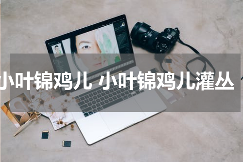 小叶锦鸡儿 小叶锦鸡儿灌丛