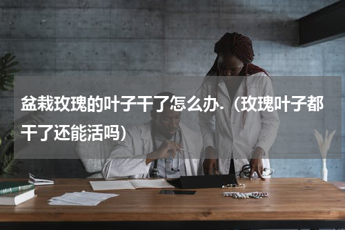 盆栽玫瑰的叶子干了怎么办.（玫瑰叶子都干了还能活吗）