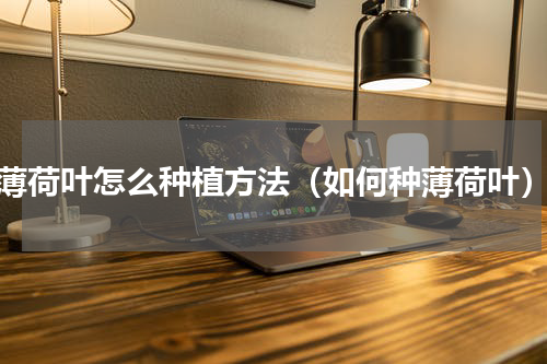 薄荷叶怎么种植方法（如何种薄荷叶）