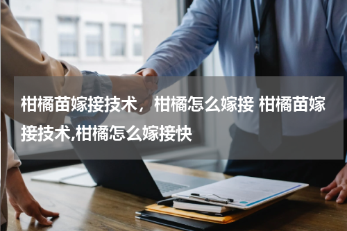 柑橘苗嫁接技术，柑橘怎么嫁接 柑橘苗嫁接技术,柑橘怎么嫁接快