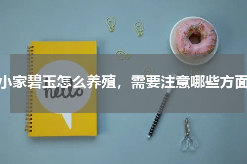 小家碧玉怎么养殖，需要注意哪些方面