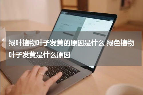 绿叶植物叶子发黄的原因是什么 绿色植物叶子发黄是什么原因