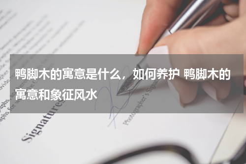 鸭脚木的寓意是什么，如何养护 鸭脚木的寓意和象征风水