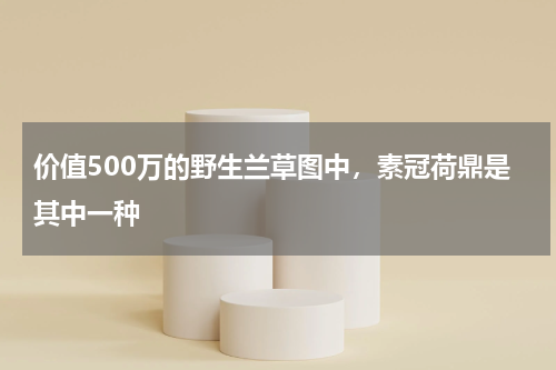 价值500万的野生兰草图中，素冠荷鼎是其中一种