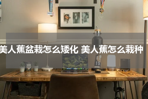 美人蕉盆栽怎么矮化 美人蕉怎么栽种