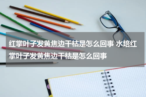 红掌叶子发黄焦边干枯是怎么回事 水培红掌叶子发黄焦边干枯是怎么回事