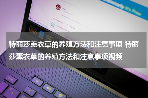 特丽莎薰衣草的养殖方法和注意事项 特丽莎薰衣草的养殖方法和注意事项视频