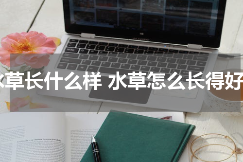 水草长什么样 水草怎么长得好