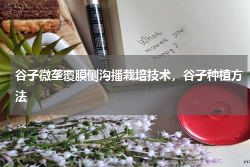 谷子微垄覆膜侧沟播栽培技术，谷子种植方法