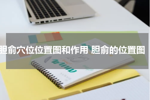 胆俞穴位位置图和作用 胆俞的位置图