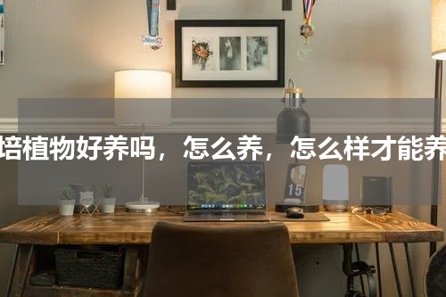 水培植物好养吗，怎么养，怎么样才能养好